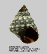 Echinolittorina vermeiji